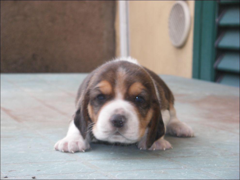 cuccioli amelie-46